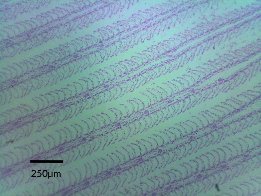 Fish gills under ioLight portable microscope 