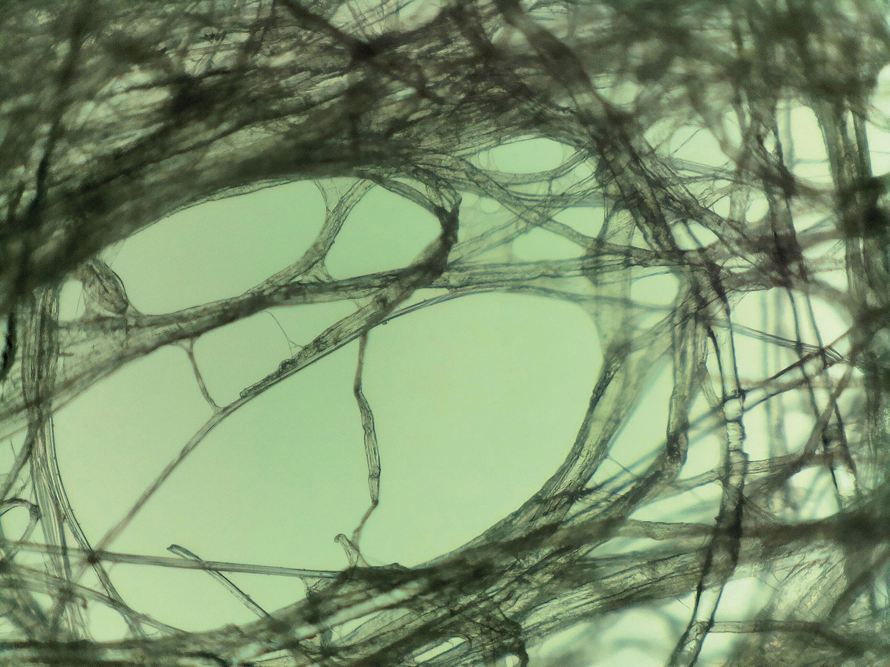 Identify this image and win a microscope from LabNews