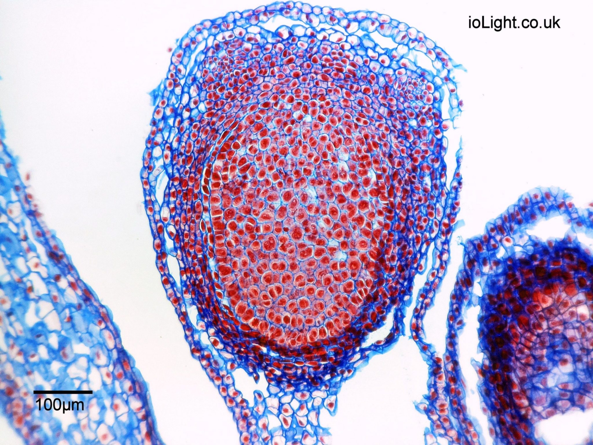 Daffodil Ovary