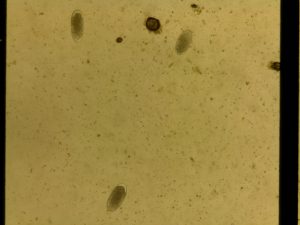 Equine strongyle eggs microscope ioLight