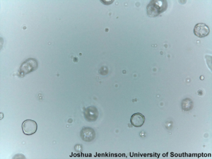 ioLight-Trial-2_adult-mouse-liver-ductal-organoids-WT-iolight ioLight-Trial-2_adult-mouse-liver-ductal-organoids-WT-iolight
