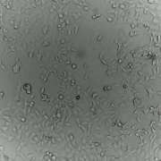 HEK-293-cells-high-contrast-settings-1 Mammalian cells in an incubator
