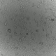 Mammalian cells in an incubator