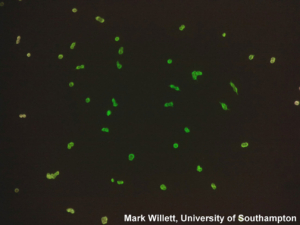 HELA-Fluorescent-cells-iolight