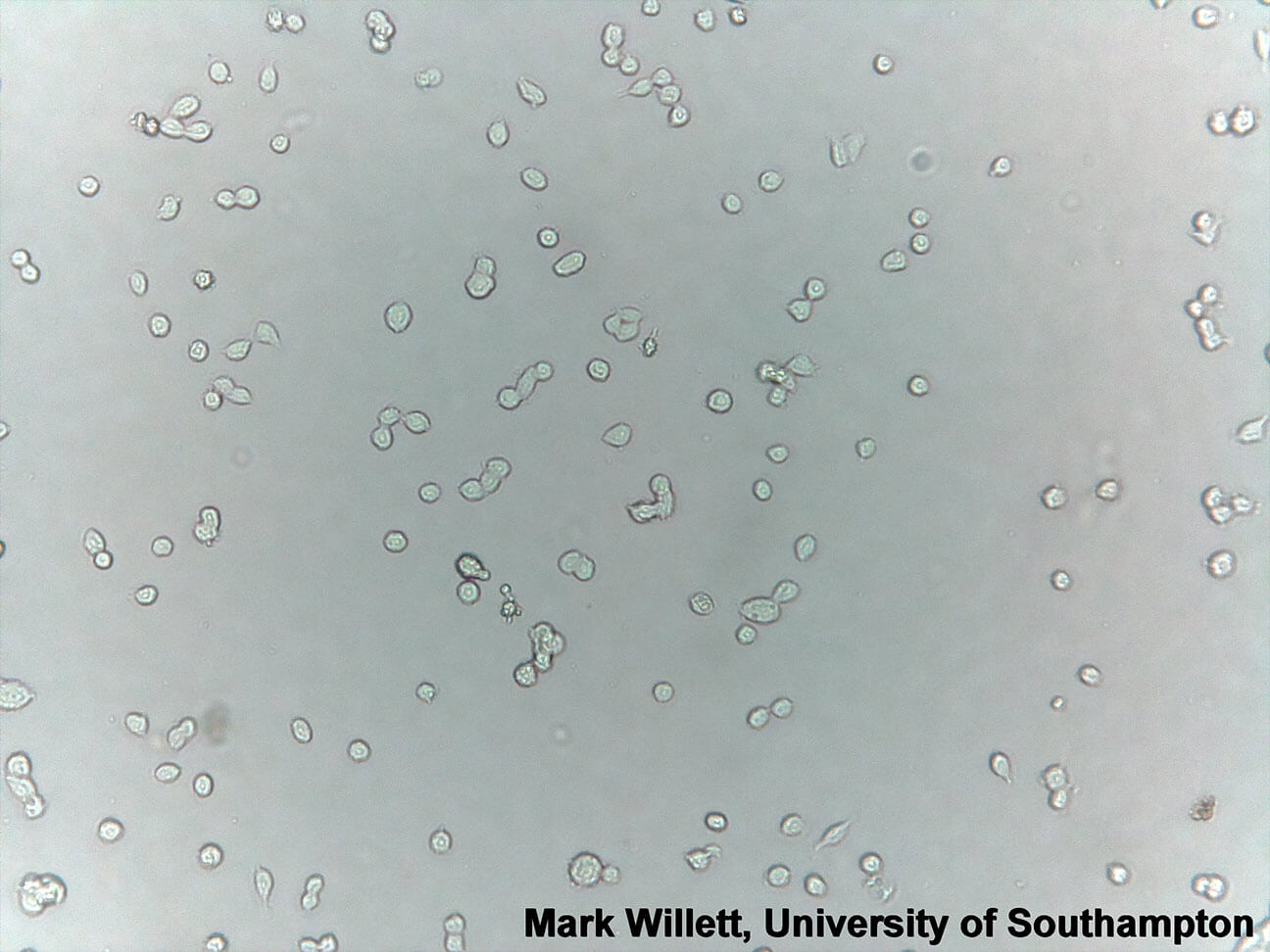 HEK-293-cells-low-density-iolight