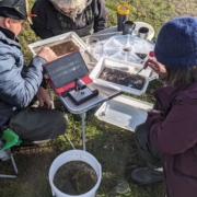 ioLight Microscope counting Riverflies
